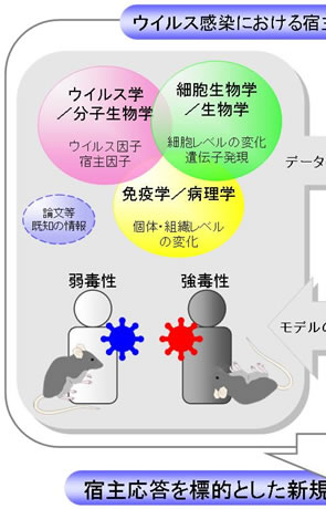 ウイルス感染における宿主応答ネットワークの解明