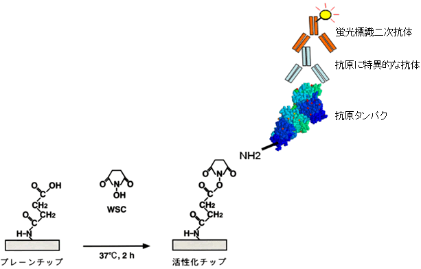 図１ｂ