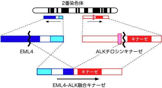 図１