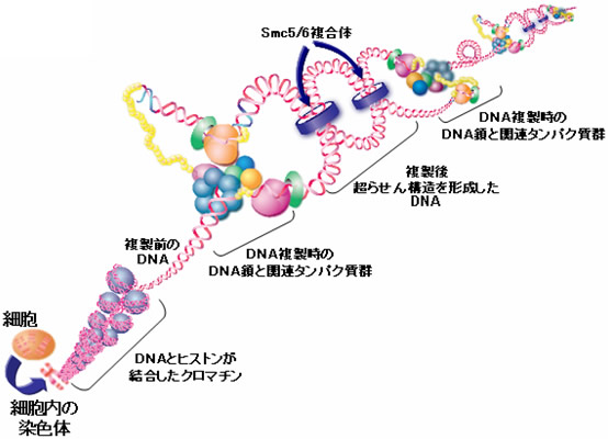 違い 染色体 dna