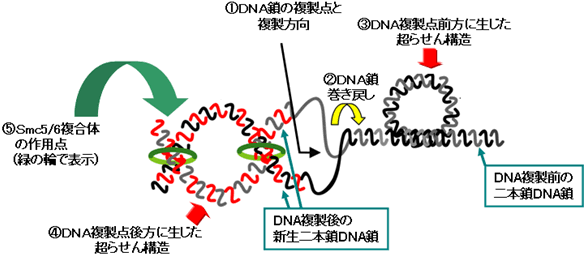 図２