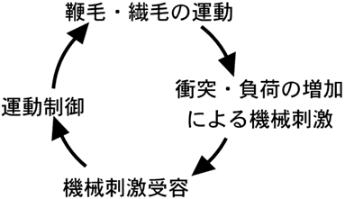 図４