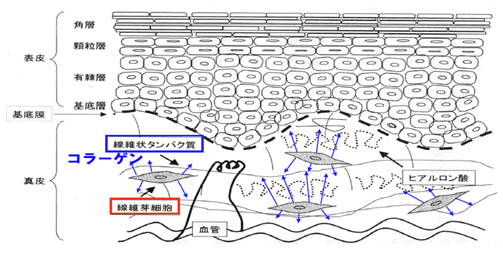 図１