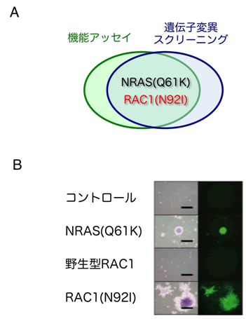 図２