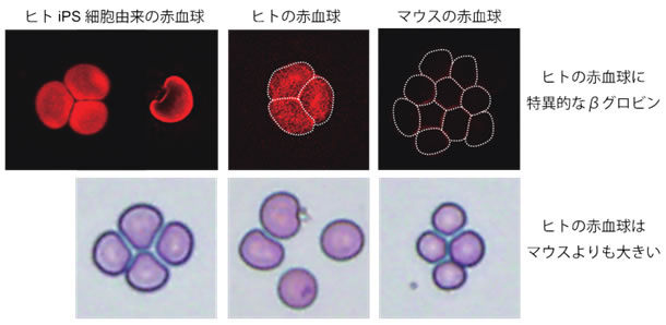 図４