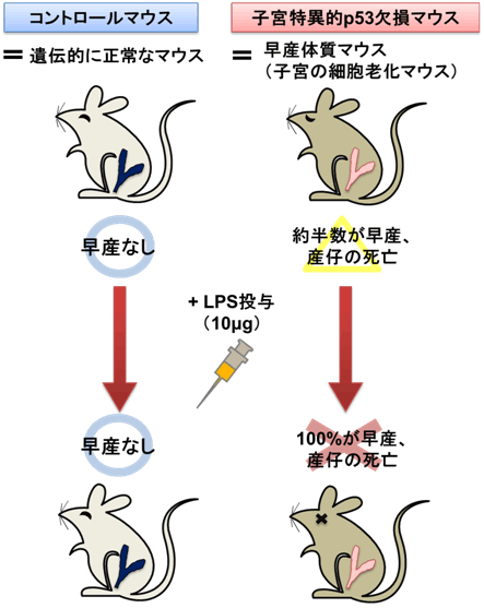 図２