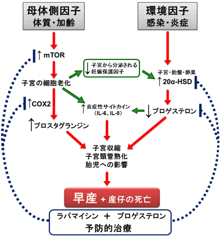 図５