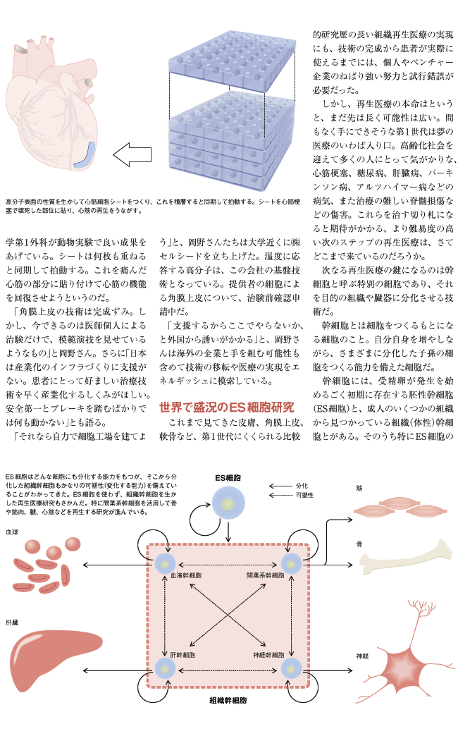 日本の再生医療のいま、これから 世界水準の研究、実現へのハードルは
