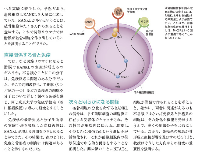 骨免疫学を開拓する