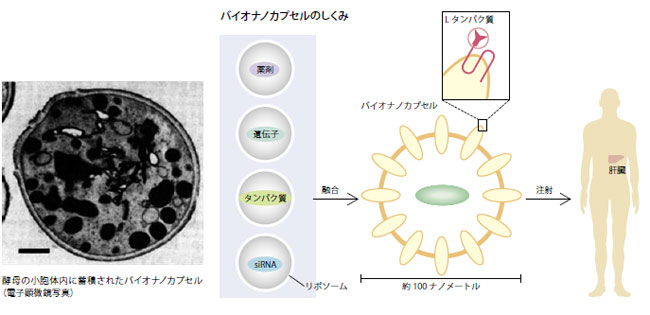 薬剤を必要な場所に適量運ぶ