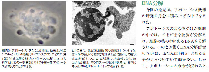 研究の積み重ねで解明 アポトーシス異常はリウマチの一因