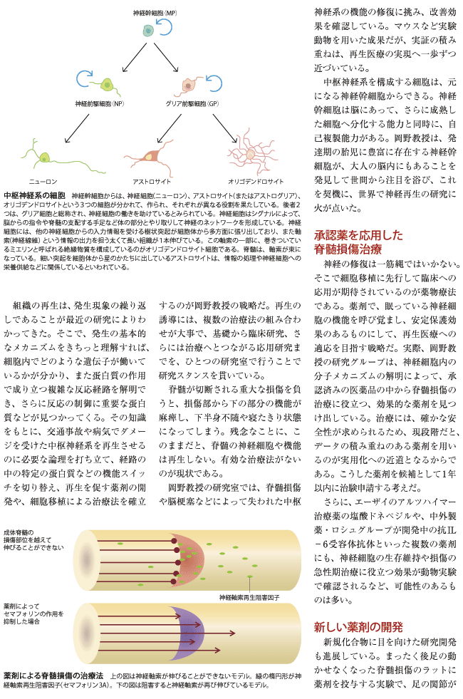 臨床応用に向け進む再生医療研究