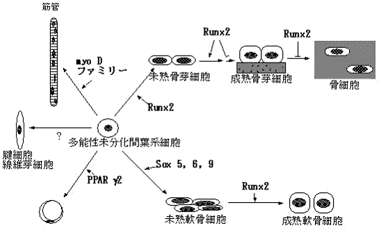 芽 骨 細胞 骨 細胞 破