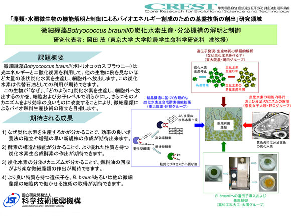 微細緑藻Botryococcus brauniiの炭化水素生産・分泌機構の解明と制御