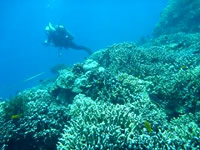 ミンダナオにおけるサンゴ礁の生態調査