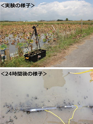 実験の様子/24時間後の様子