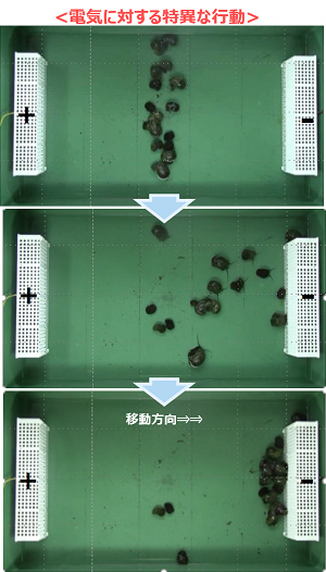 電気に対する特異な行動