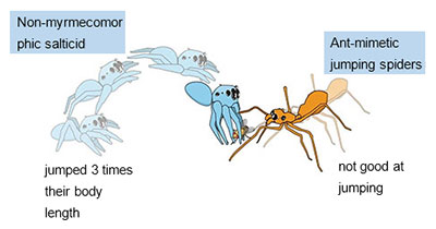 Figure 1. Prey-capture behavior of a non-mimic salticid and a mimicked Myrmarachne