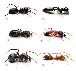 Figure 2. Studied species of Myrmarachne ant-mimetic jumping spiders collected in Borneo and Thailand.