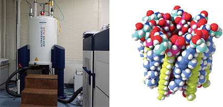 固体NMR装置(左)を用いてイオンチャネル構造に関する断片的な情報を取得した。それらをもとに分子の3次元的な配置を考えることで、イオンチャネルの全容を明らかにした(右)。