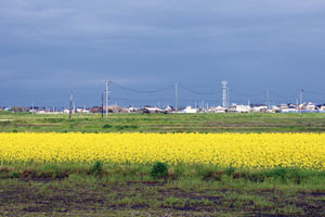 「津波塩害農地復旧のための菜の花プロジェクト」