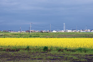 photo: Rapeseed Project for Restoring Tsunami-Salt Damaged Farmland