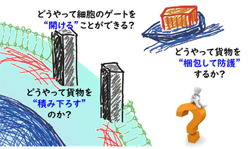 図:研究紹介資料動画の「冒頭の絵」(貨物(長鎖DNA)を乗せた船が細胞のゲートを開けて細胞内に積み下ろすイラスト)