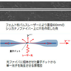 光ファイバに担持させた量子ドットから単一光子を発生させる原理図