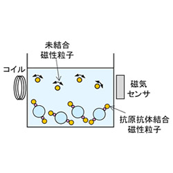 SQUIDセンサと磁気粒子を用いた免疫検査システムの原理図