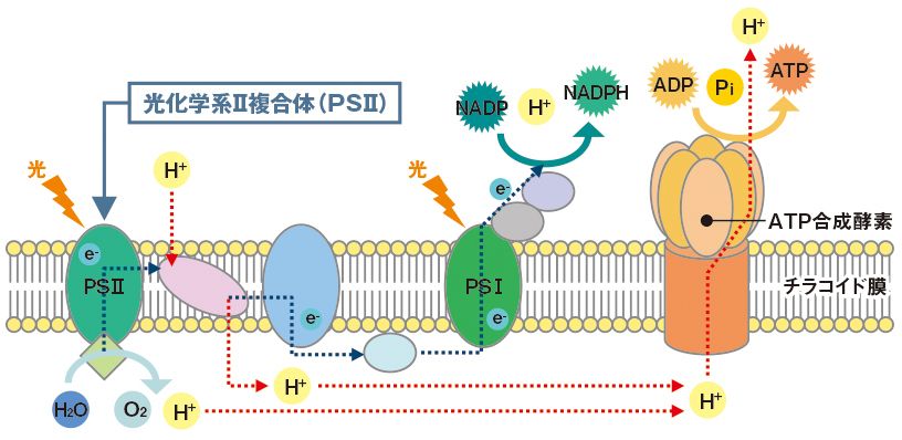 図：光合成の明反応の流れ