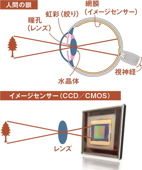 図：イメージセンサーは、人間の眼の網膜にあたる。被写体をセンサーの受光面に結像させ、その光の明暗を電気信号に変換して画像を映し出す。