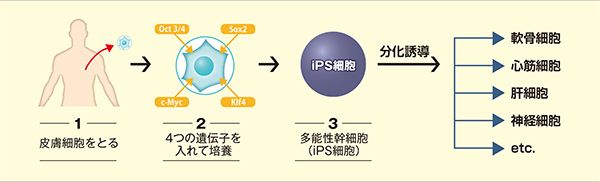 ヒトiPS細胞の作製（※当初の方法）