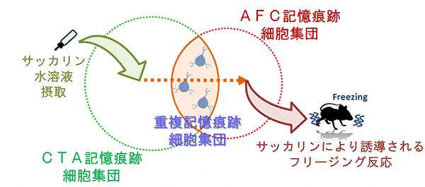 記憶 の メカニズム