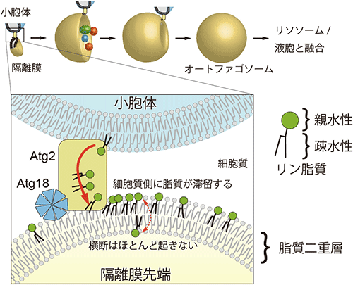 図2