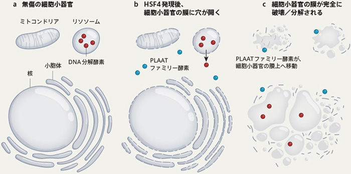 図4