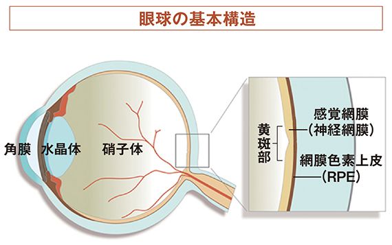 基本構造