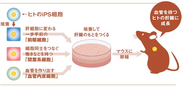 図：こうしてiPS細胞がヒトの肝臓になる