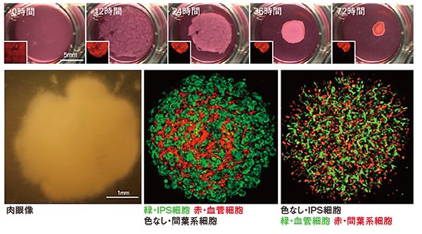 画像：立体的なヒト肝臓原基の形成過程の写真