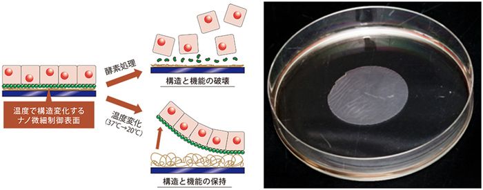 奇跡の細胞シート ライフサイエンス 事業成果 国立研究開発法人 科学技術振興機構