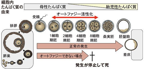 図:オートファジーが起こらないマウス受精卵は着床する前に発生が止まり死んでしまう