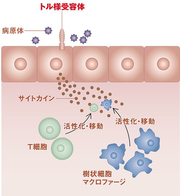 図：免疫反応の誘導