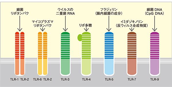 図：「トル様受容体（TLR）」ファミリーとその認識成分