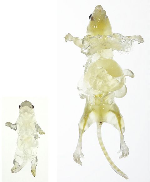 マウス全身の透明化（左は幼体、右は成体）