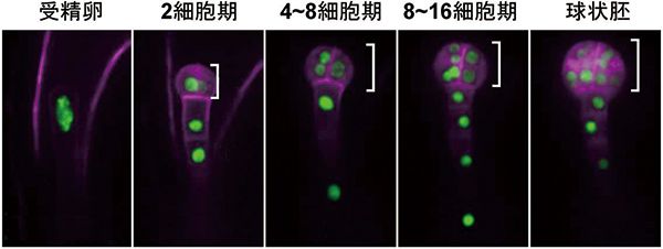 画像：シロイヌナズナの受精卵分裂と胚発生のライブイメージング