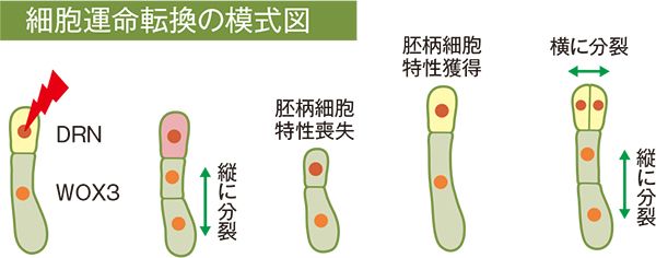 画像：頂端細胞破壊で細胞が変化する様子