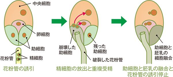 画像:被子植物の重複受精と助細胞の細胞融合