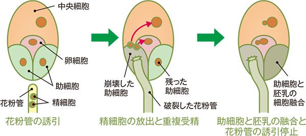 画像：被子植物の重複受精と助細胞の細胞融合