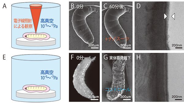 図：ショウジョウバエの幼虫を電子顕微鏡内に直接入れて観察