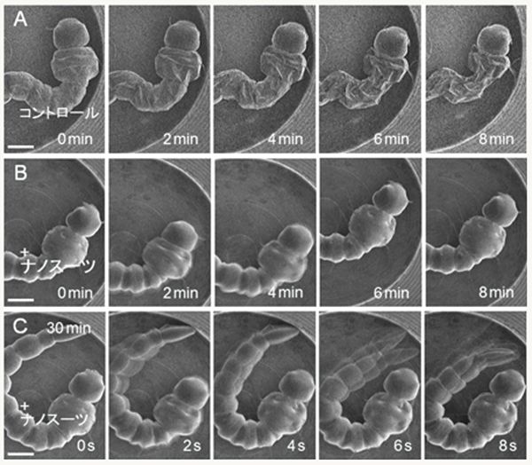 画像：ナノスーツで覆われた生物は形態変化を起こすことなく動く様子が観察でき、Cのように、30分後でも活発に運動を続ける。