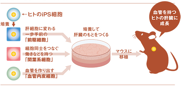 図:こうしてiPS細胞がヒトの肝臓になる
